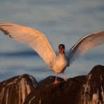  Morning Bird, Galapagos 2012